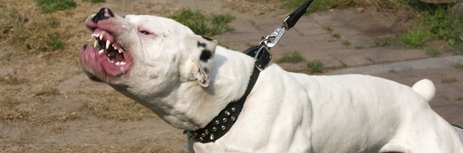 Signs of a Dangerous Dog